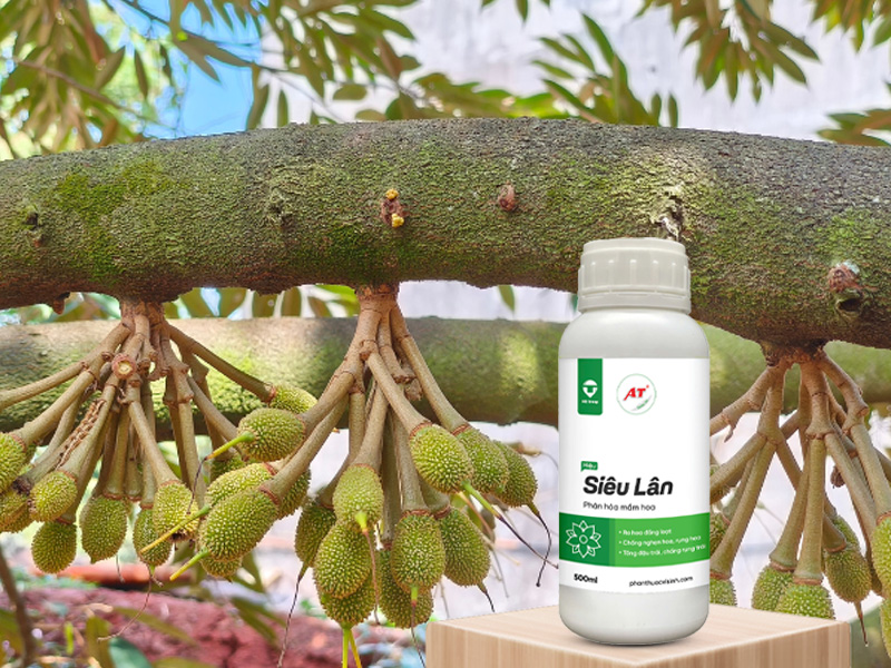 AT Siêu Lân - Bí Quyết Cho Sầu Riêng Ra Hoa Đồng Loạt, Hoa Khỏe, Đậu Trái Tốt ở Miền Tây, Trái 15 - 20 ngày 