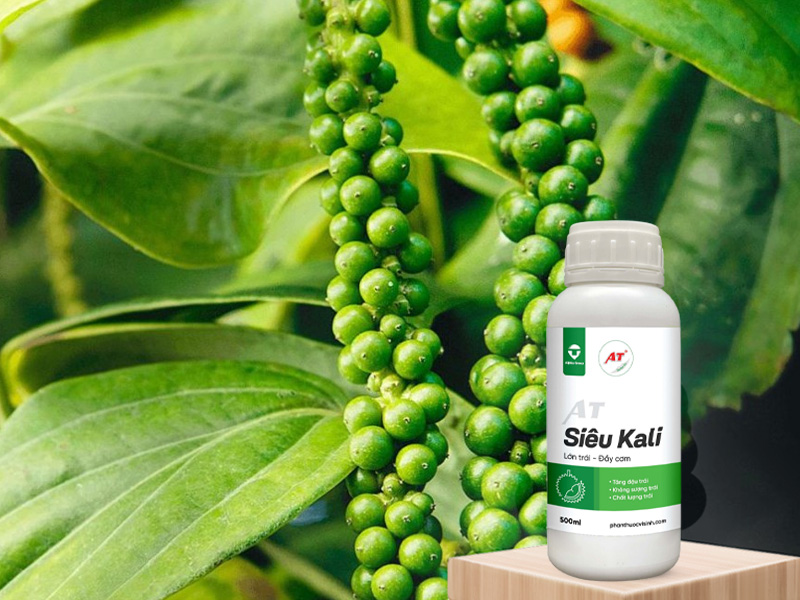 AT Siêu Kali cho hồ tiêu Tây Nguyên