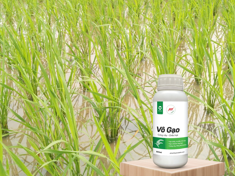 Thuốc Vô Gạo Nhanh AT – Dinh Dưỡng Vàng Cho Cây Lúa Miền Tây