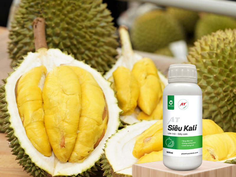 AT Siêu Kali nuôi trái sầu riêng miền Tây trong giai đoạn thu hoạch