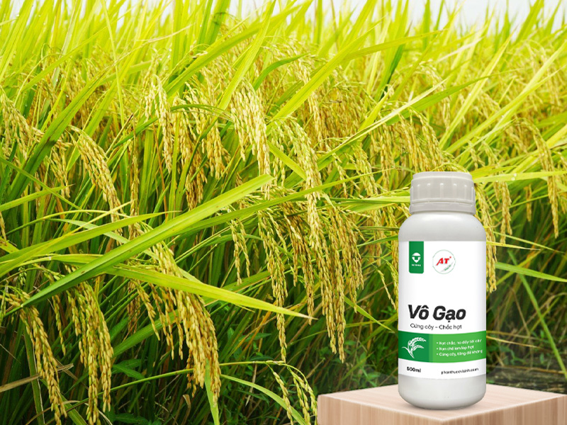 Thuốc Vô Gạo Nhanh AT – Dinh Dưỡng Vàng Cho Cây Lúa Tây Nguyên