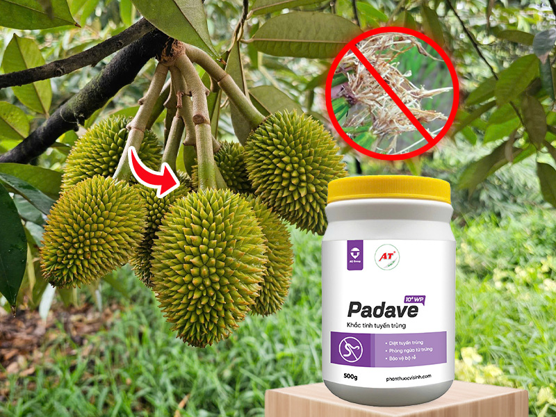 Padave WP xử lý tuyến trùng hại sầu riêng miền Tây