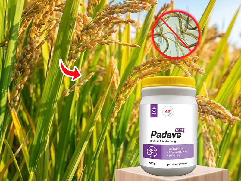 PADAVE WP – Giải Pháp Sinh Học Diệt Tuyến Trùng Hại Lúa Hiệu Quả, An Toàn Và Bền Vững