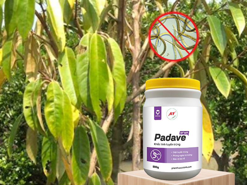 Padave WP: Giải Pháp Sinh Học Diệt Tuyến Trùng Sầu Riêng Đông Nam Bộ Hiệu Quả 3 Thuốc sinh học Padave WP diệt tuyến trùng sầu riêng khu vực Đông Nam Bộ