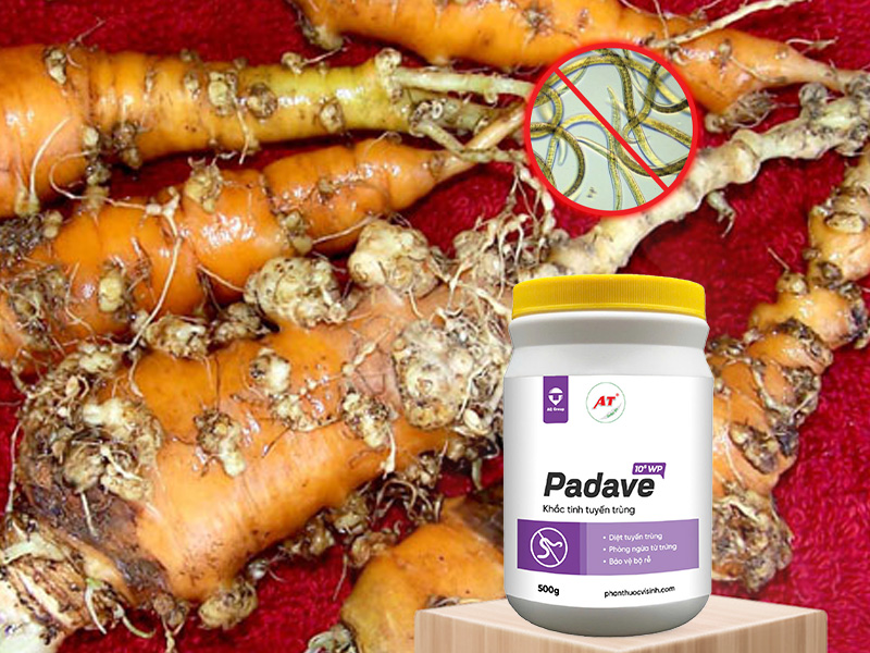 Padave WP diệt tuyến trùng hại rau màu miền Bắc