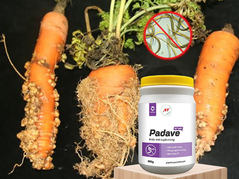 Padave WP diệt tuyến trùng hại rau màu miền Trung