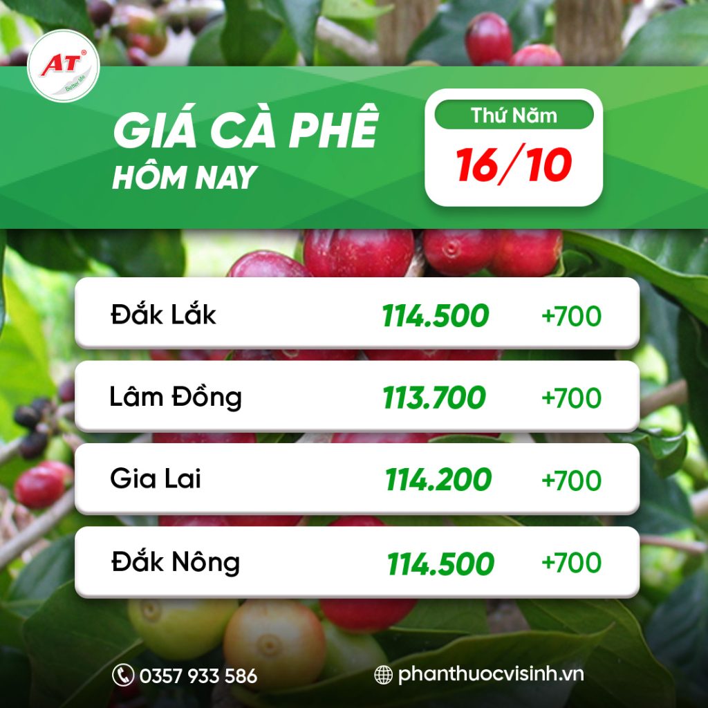 GIÁ CÀ PHÊ HÔM NAY 16/10: BẬT TĂNG TRỞ LẠI