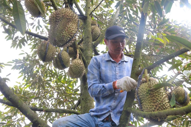 Kỹ thuật thu hoạch sầu riêng đúng chuẩn cho bà con Tây Nguyên