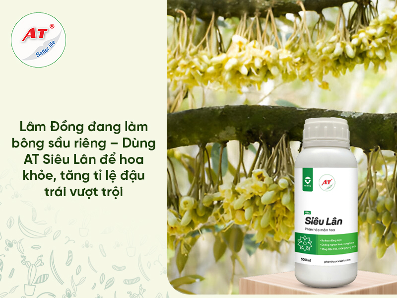 Lâm Đồng Đang Làm Bông Sầu Riêng – Dùng AT Siêu Lân Để Hoa Khỏe, Tăng Tỉ Lệ Đậu Trái Vượt Trội