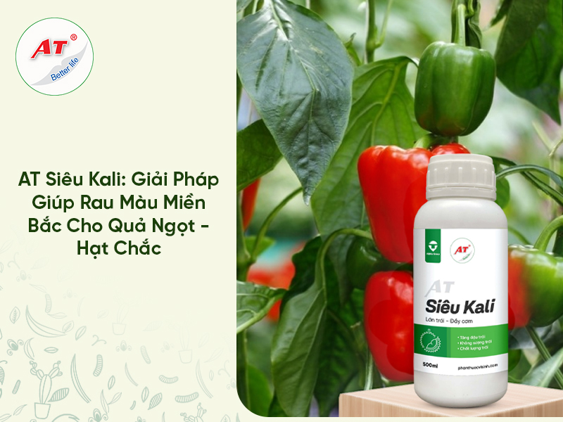 AT Siêu Kali: Giải Pháp Giúp Rau Màu Miền Bắc Cho Quả Ngọt – Hạt Chắc