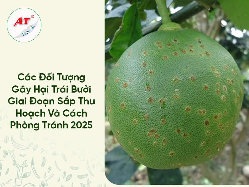 Sâu bệnh hại quả bưởi giai đoạn thu hoạch: Bí quyết giữ mã đẹp, bán được giá cao