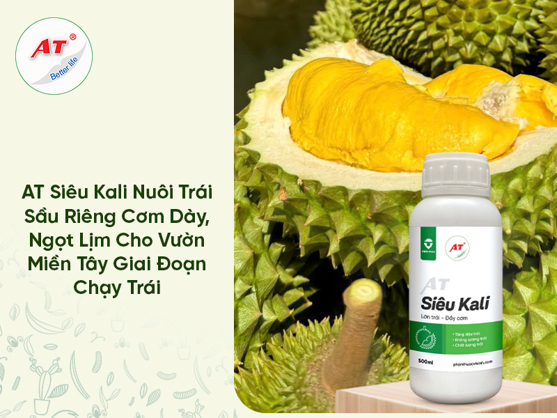 AT Siêu Kali Nuôi Trái Sầu Riêng Cơm Dày, Ngọt Lịm Cho Vườn Miền Tây Giai Đoạn Chạy Trái 