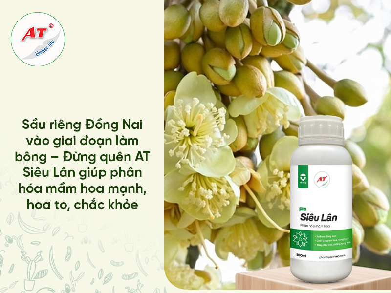 Sầu Riêng Đồng Nai Vào Giai Đoạn Làm Bông – Đừng Quên AT Siêu Lân Giúp Phân Hóa Mầm Hoa Mạnh, Hoa To, Chắc Khỏe