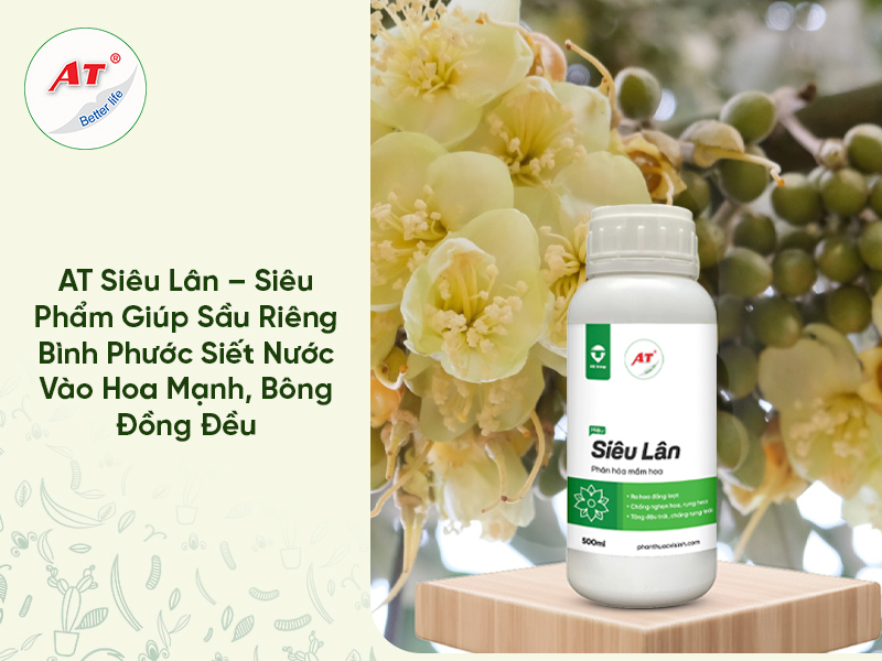 AT Siêu Lân – Siêu Phẩm Giúp Sầu Riêng Bình Phước Siết Nước Vào Hoa Mạnh, Bông Đồng Đều