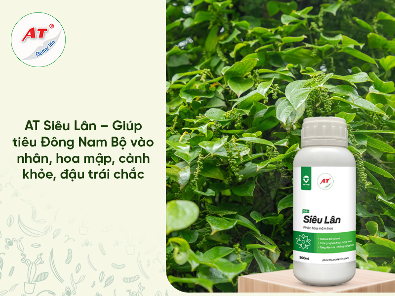 AT Siêu Lân – Giúp tiêu Đông Nam Bộ vào nhân, hoa mập, cành khỏe, đậu trái chắc