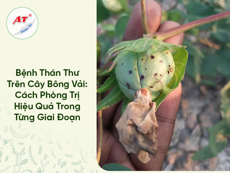 Bệnh Thán Thư Trên Bông Vải: Cách Phòng Trị Hiệu Quả Trong Từng Giai Đoạn 