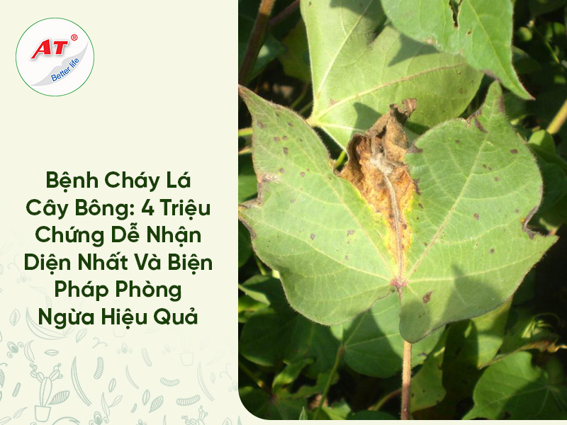 Bệnh Cháy Lá Cây Bông: 4 Triệu Chứng Dễ Nhận Diện Nhất Và Biện Pháp Phòng Ngừa Hiệu Quả 