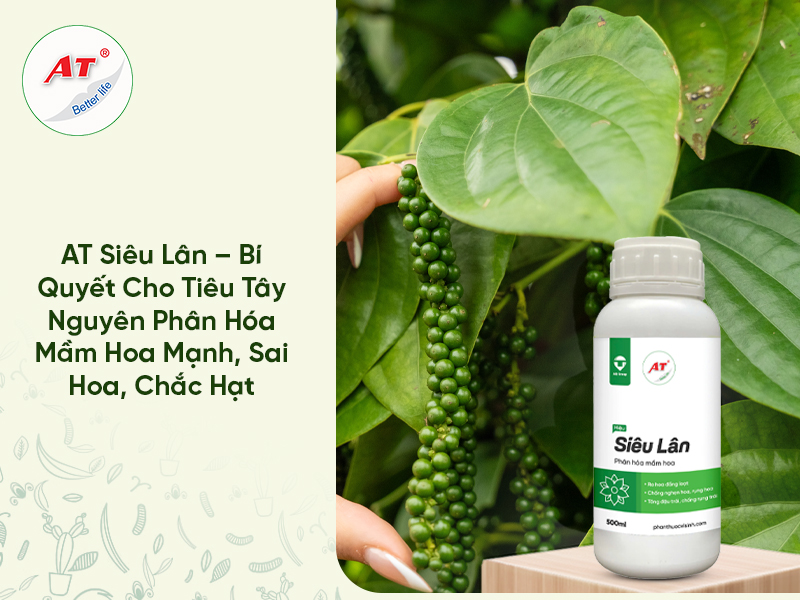 AT Siêu Lân – Bí Quyết Cho Tiêu Tây Nguyên Phân Hóa Mầm Hoa Mạnh, Sai Hoa, Chắc Hạt