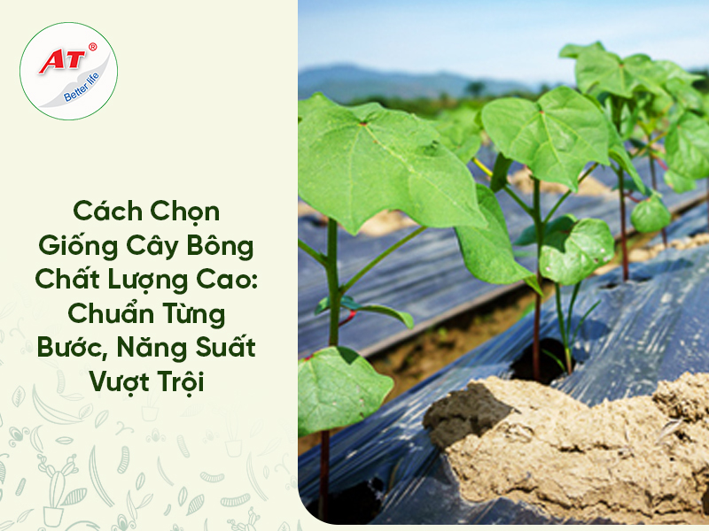 Cách Chọn Giống Cây Bông Chất Lượng Cao: Chuẩn Từng Bước, Năng Suất Vượt Trội