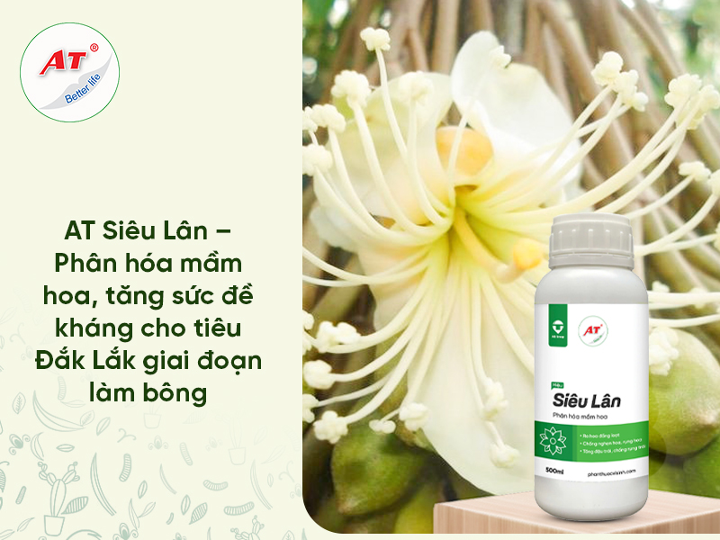 AT Siêu Lân – Phân hóa mầm hoa, tăng sức đề kháng cho tiêu Đắk Lắk giai đoạn làm bông