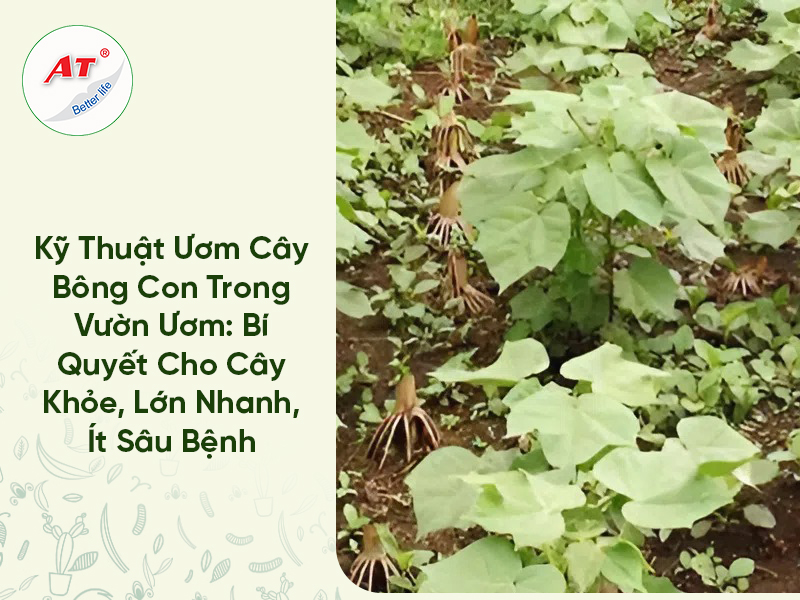 Kỹ Thuật Ươm Cây Bông Con Trong Vườn Ươm: Bí Quyết Cho Cây Khỏe, Lớn Nhanh, Ít Sâu Bệnh