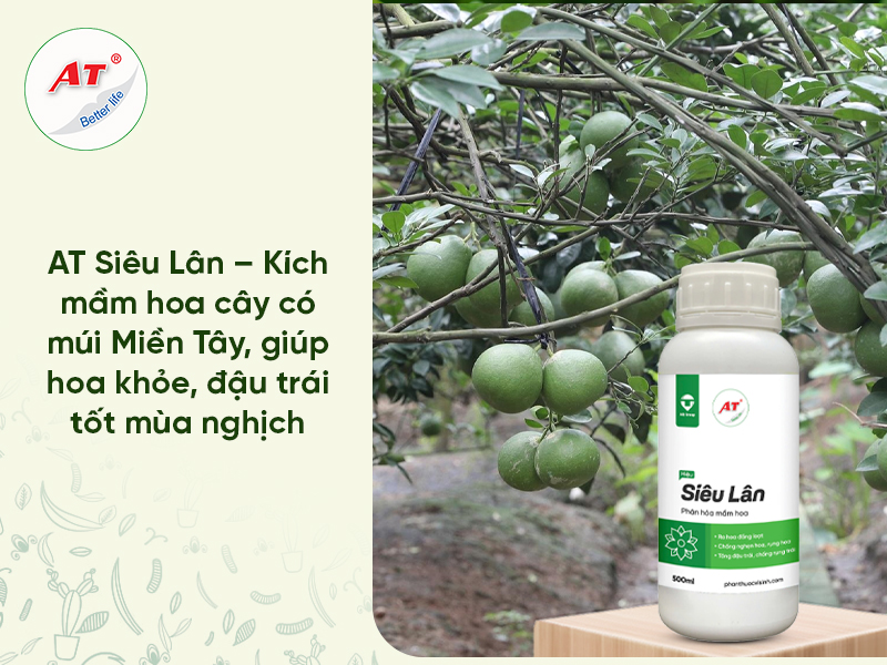AT Siêu Lân – Kích mầm hoa cây có múi Miền Tây, giúp hoa khỏe, đậu trái tốt mùa nghịch
