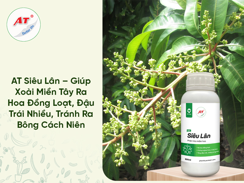 AT Siêu Lân – Giúp Xoài Miền Tây Ra Hoa Đồng Loạt, Đậu Trái Nhiều, Tránh Ra Bông Cách Niên