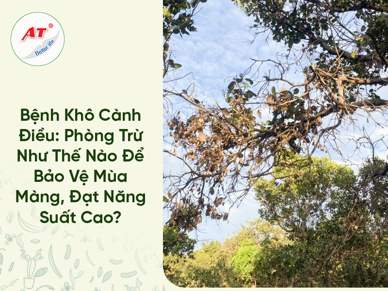 Bệnh Khô Cành Điều: Phòng Trừ Như Thế Nào Để Bảo Vệ Mùa Màng, Đạt Năng Suất Cao?