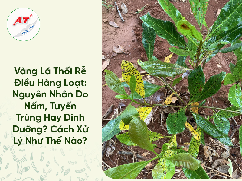 Vàng Lá Thối Rễ Điều Hàng Loạt: Nguyên Nhân Do Nấm, Tuyến Trùng Hay Dinh Dưỡng?