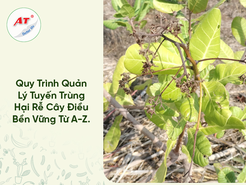 Quy Trình Quản Lý Tuyến Trùng Hại Rễ Cây Điều Bền Vững Từ A-Z.