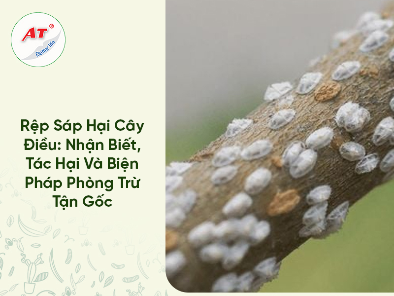 Rệp Sáp Hại Cây Điều: Nhận Biết, Tác Hại Và Biện Pháp Phòng Trừ Tận Gốc