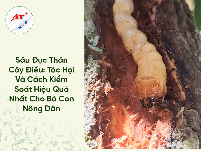 Sâu Đục Thân Cây Điều: Tác Hại Và Cách Kiểm Soát Hiệu Quả Nhất Cho Bà Con Nông Dân