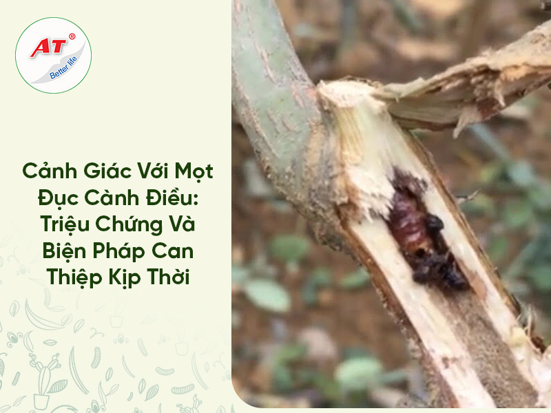 Cảnh Giác Với Mọt Đục Cành Điều: Triệu Chứng Và Biện Pháp Can Thiệp Kịp Thời