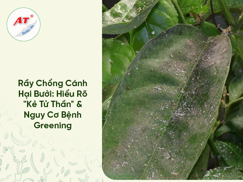 tưới nước cho thanh long