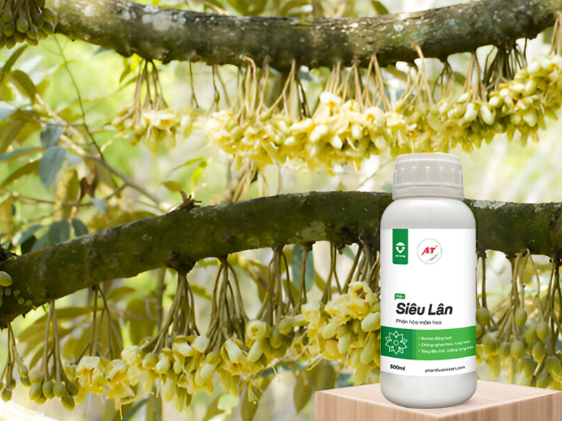 AT Siêu Lân cho làm bông sầu riêng tại Lâm Đồng