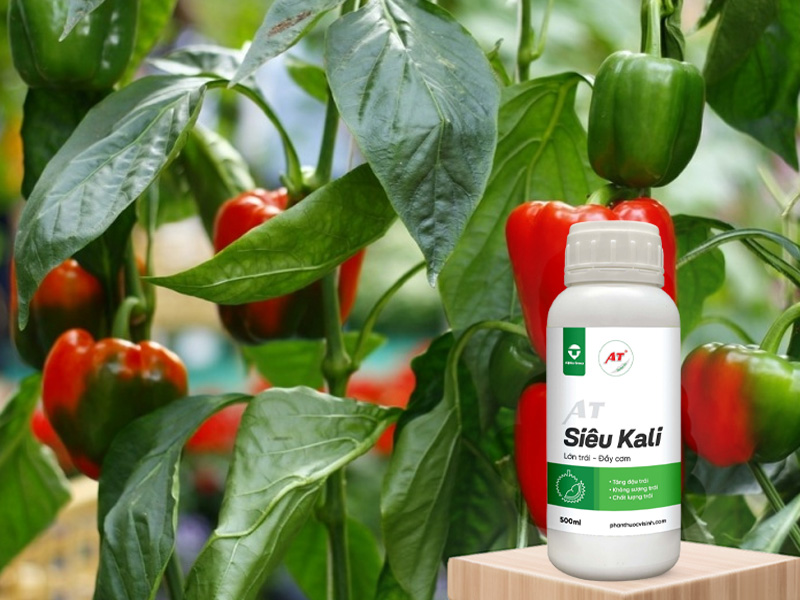 AT Siêu Kali cho rau màu miền Bắc