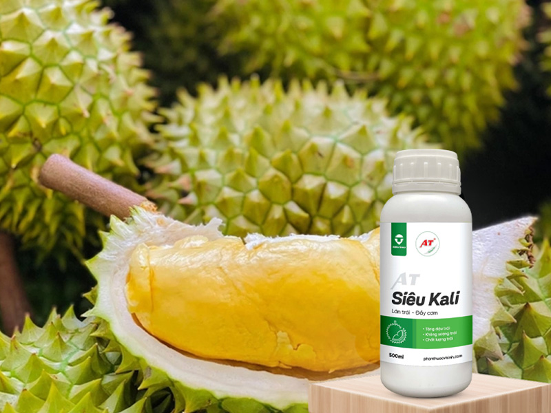 AT Siêu Kali Nuôi Trái Sầu Riêng Cơm Dày, Ngọt Lịm Cho Vườn Miền Tây Giai Đoạn Chạy Trái 2 AT Siêu Kali – Dinh dưỡng vàng cho sầu riêng Miền Tây giai đoạn chạy trái