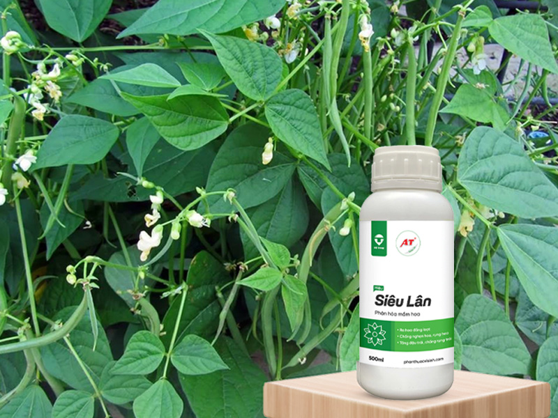 AT Siêu Lân – Giúp Rau Màu Tây Nguyên Khỏe Từ Gốc, Phát Hoa Mạnh, Năng Suất Cao Vượt Trội