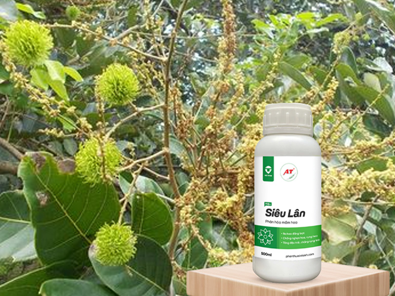 Giải Mã Sức Mạnh Của AT Siêu Lân – Bí Quyết Cho Vườn Chôm Chôm Ra Hoa Đều, Phát Hoa Dài Mập