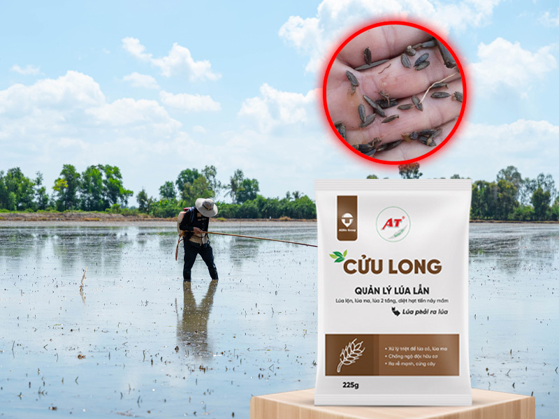 At Cửu Long – Giải pháp sinh học diệt lúa lộn, lúa ma an toàn, hiệu quả