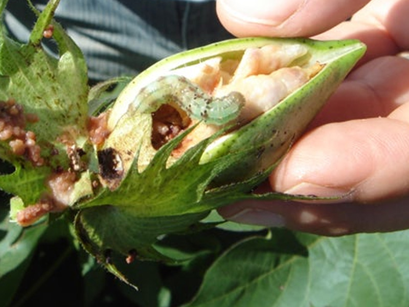 Sâu bệnh hại cây bông