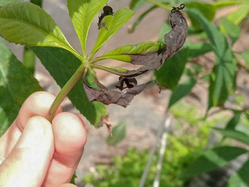 Bệnh chết rạp cây bông non 