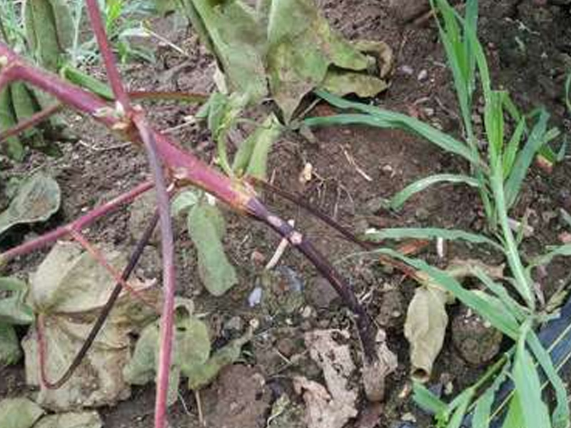 Bệnh Thối Rễ Cây Bông Con: Cách Nhận Biết Và Biện Pháp Xử Lý Nhanh Chóng - Dứt Điểm 1 Bệnh thối rễ cây bông con