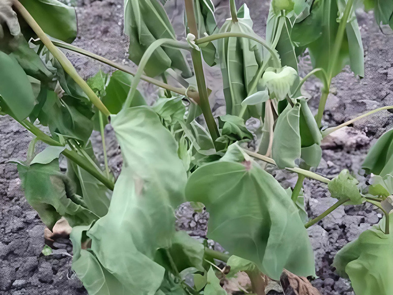 Bệnh héo xanh cây bông con