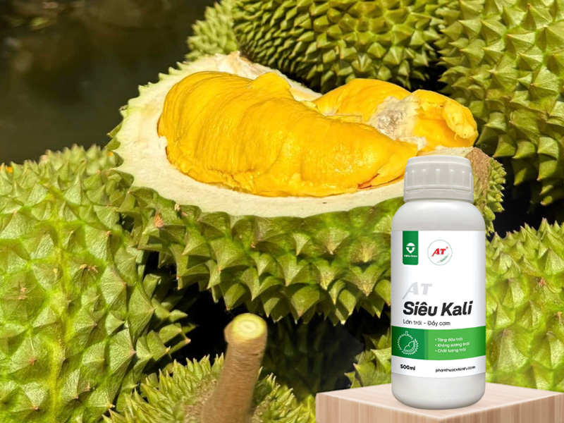 AT Siêu Kali Nuôi Trái Sầu Riêng Cơm Dày, Ngọt Lịm Cho Vườn Miền Tây Giai Đoạn Chạy Trái 3 AT Siêu Kali – Dinh dưỡng vàng cho sầu riêng Miền Tây giai đoạn chạy trái