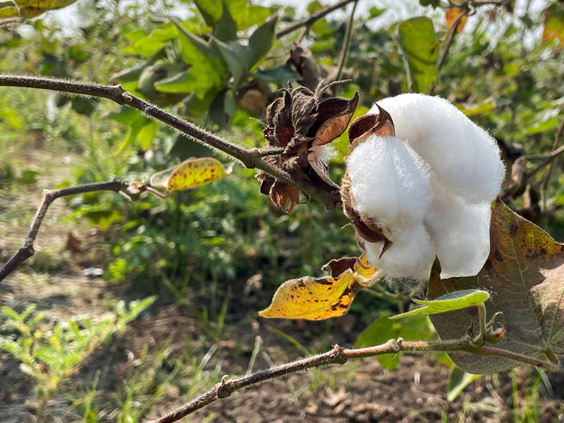 Bệnh Héo Vàng Cây Bông Do Nấm: Cách Nhận Biết Và Giải Pháp Cải Tạo Đất - Trị Nấm Dứt Điểm 2 Bệnh Héo Vàng Cây Bông
