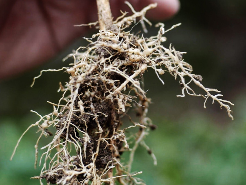 Tuyến trùng hại rễ cây bông