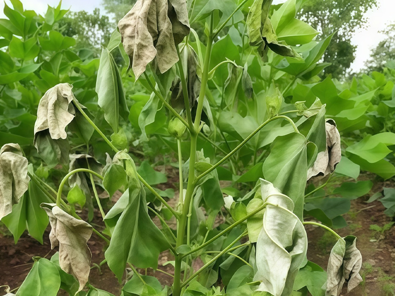 Bệnh Héo Cành Trên Cây Bông Tơ: Hướng Dẫn Cách Khắc Phục Hiệu Quả Theo Từng Giai Đoạn Bệnh 1 Bệnh Héo Cành Trên Cây Bông