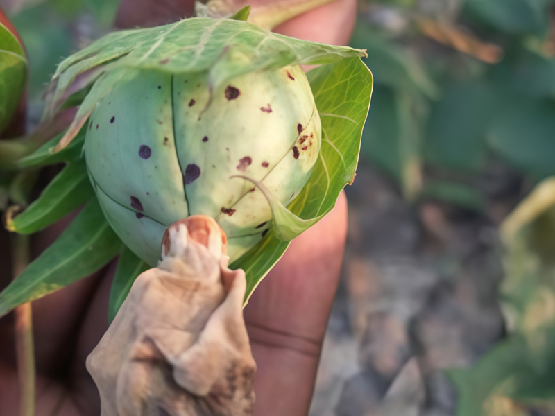 Bệnh thán thư trên bông vải 