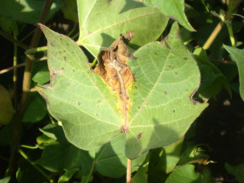 Bệnh cháy lá cây bông